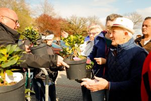 Magnolie, rododendrony, azalie i hortensje za zuż