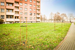 Nowe nasadzenia na osiedlu Piastów w Pszczynie - 