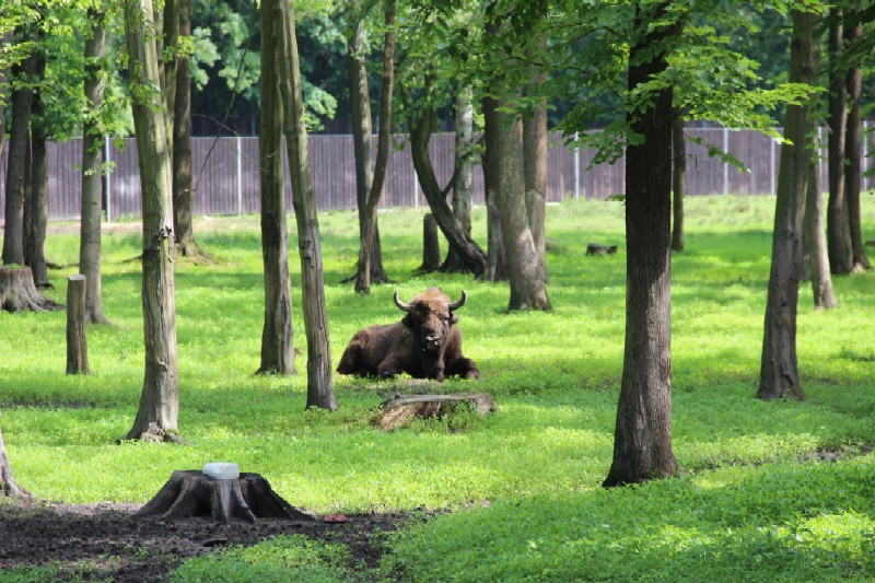 Rusza konkurs żołędziowy