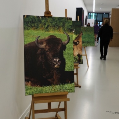 XXII Międzynarodowa Konferencja Naukowa poświęcona żubrom - Żubr na Ziemi Pszczyńskiej - 160 lat - 11.09.2025