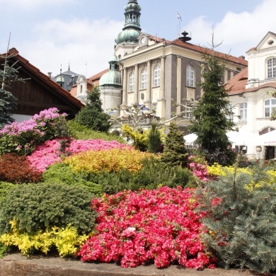 Daisy Days 2019
