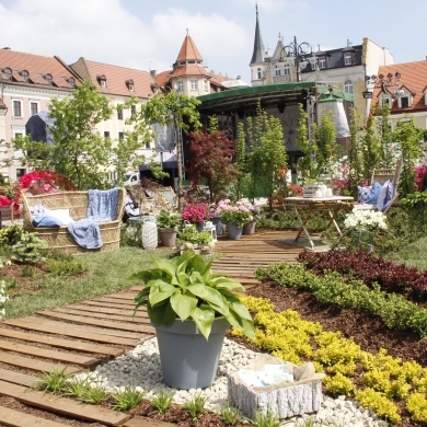 Daisy Days 2019