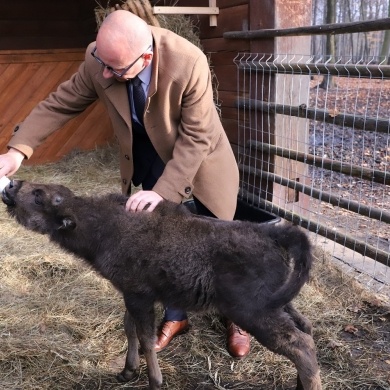 Nowy mieszkaniec Pokazowej Zagrody Żubrów