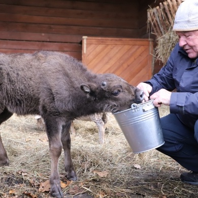 Nowy mieszkaniec Pokazowej Zagrody Żubrów