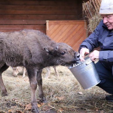 Nowy mieszkaniec Pokazowej Zagrody Żubrów