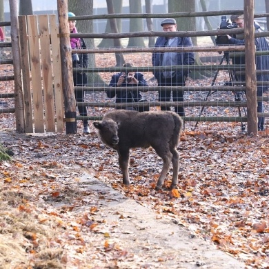 Nowy mieszkaniec Pokazowej Zagrody Żubrów