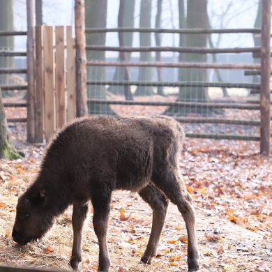 Nowy mieszkaniec Pokazowej Zagrody Żubrów