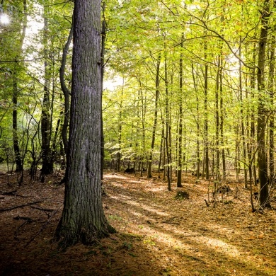 Ścieżka edukacyjna w Parku Zwierzyniec w Pszczynie - 21.10.2020