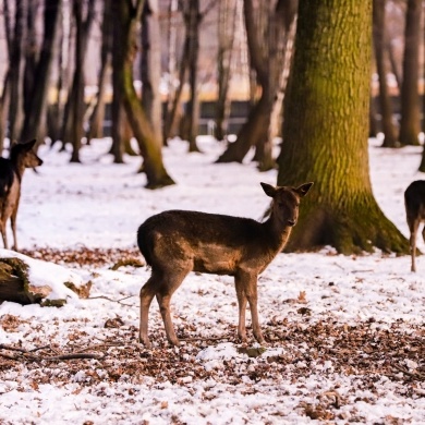 Pokazowa Zagroda Żubrów w Pszczynie - 31.01.2021