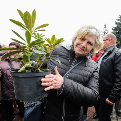 Akcja rozdawania krzewów w Pszczynie z okazji Dnia Ziemi - 25.04.2022