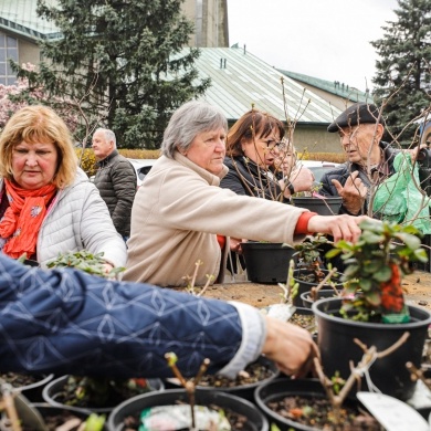 Akcja rozdawania krzewów w Pszczynie z okazji Dnia Ziemi - 25.04.2022