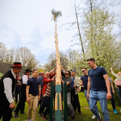 Stawianie moja w pszczyńskim skansenie - 01.05.2022