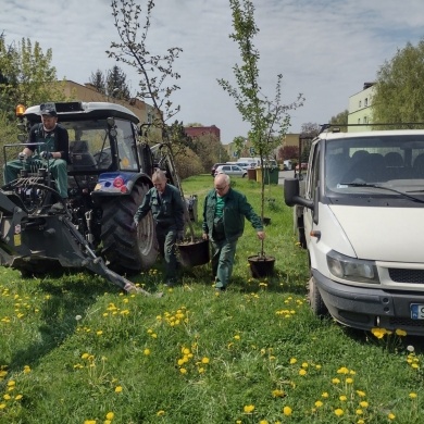Sadzenie drzew na terenie na osiedlu Piastów