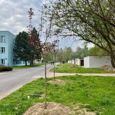 Sadzenie drzew na terenie na osiedlu Piastów