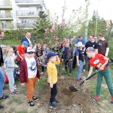 Sadzenie drzew na terenie na osiedlu Piastów