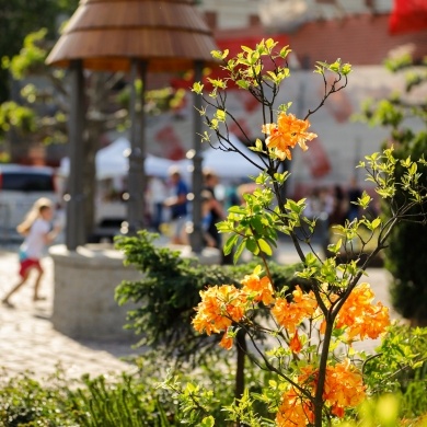 Ogrody Daisy w Pszczynie - 20.05.2022