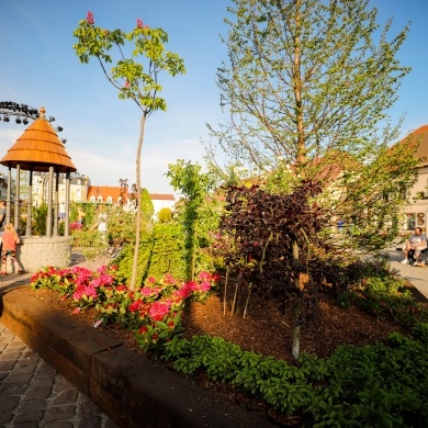 Ogrody Daisy w Pszczynie - 20.05.2022