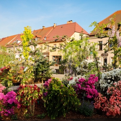 Ogrody Daisy w Pszczynie - 20.05.2022