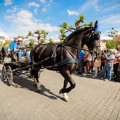 Parada konna na rynku w Pszczynie - 22.05.2022