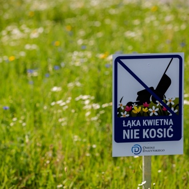 Łąka kwietna na osiedlu Daszyńskiego w Pszczynie - 22.06.2022