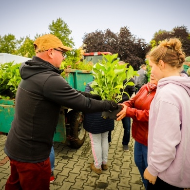 Akcja rozdawania krzewów w Pszczynie - 22.09.2022