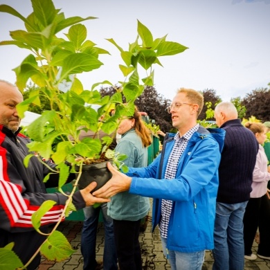 Akcja rozdawania krzewów w Pszczynie - 22.09.2022