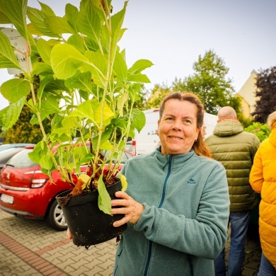 Akcja rozdawania krzewów w Pszczynie - 22.09.2022