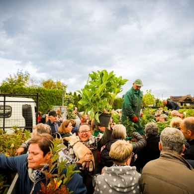 Akcja rozdawania krzewów w Pszczynie - 22.09.2022