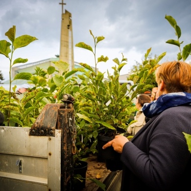 Akcja rozdawania krzewów w Pszczynie - 22.09.2022