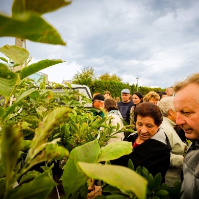 Akcja rozdawania krzewów w Pszczynie - 22.09.2022