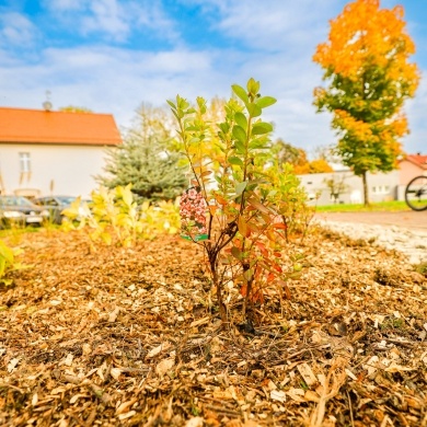 Nowe nasadzenia na osiedlu Stara Wieś w Pszczynie - 13.10.2022