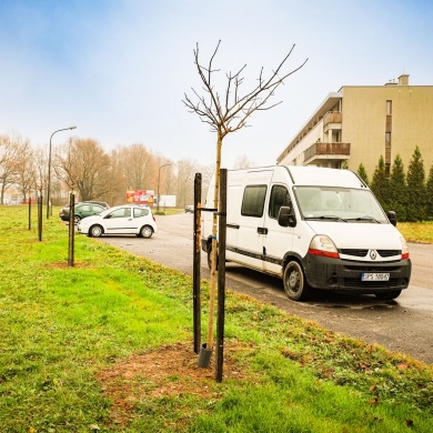 Nowe nasadzenia na osiedlu Piastów w Pszczynie - 24.11.2022