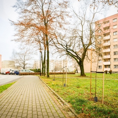 Nowe nasadzenia na osiedlu Piastów w Pszczynie - 24.11.2022