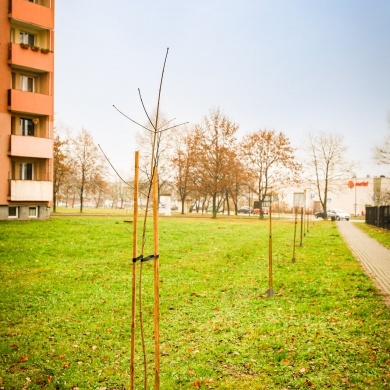 Nowe nasadzenia na osiedlu Piastów w Pszczynie - 24.11.2022