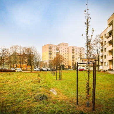 Nowe nasadzenia na osiedlu Piastów w Pszczynie - 24.11.2022
