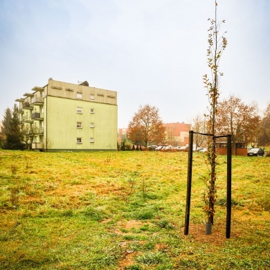 Nowe nasadzenia na osiedlu Piastów w Pszczynie - 24.11.2022