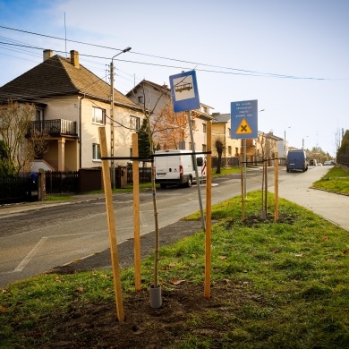 Nowe nasadzenia na osiedlu Daszyńskiego - 07.12.2022