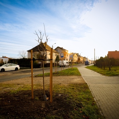 Nowe nasadzenia na osiedlu Daszyńskiego - 07.12.2022