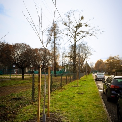 Nowe nasadzenia na osiedlu Daszyńskiego - 07.12.2022