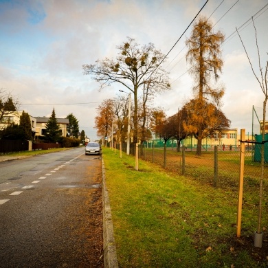 Nowe nasadzenia na osiedlu Daszyńskiego - 07.12.2022