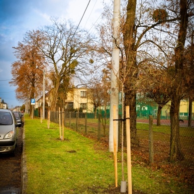 Nowe nasadzenia na osiedlu Daszyńskiego - 07.12.2022