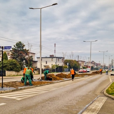 Nowe nasadzenia na osiedlu Kolonia Jasna w Pszczynie - 22.03.2023