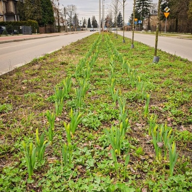 Nowe nasadzenia na osiedlu Kolonia Jasna w Pszczynie - 22.03.2023