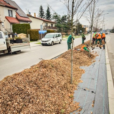 Nowe nasadzenia na osiedlu Kolonia Jasna w Pszczynie - 22.03.2023