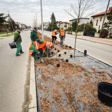 Nowe nasadzenia na osiedlu Kolonia Jasna w Pszczynie - 22.03.2023