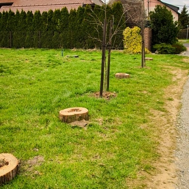 Nowe nasadzenia na osiedlu Powstańców Śląskich w Pszczynie - 06.04.2023