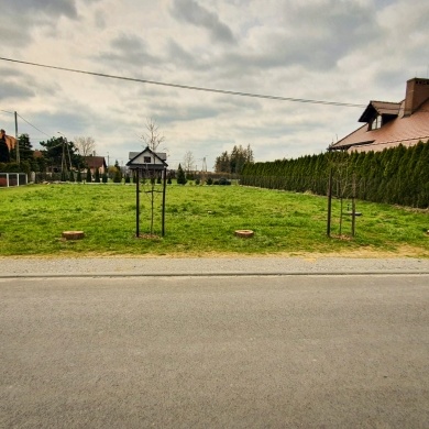 Nowe nasadzenia na osiedlu Powstańców Śląskich w Pszczynie - 06.04.2023