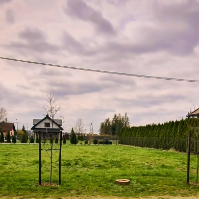 Nowe nasadzenia na osiedlu Powstańców Śląskich w Pszczynie - 06.04.2023