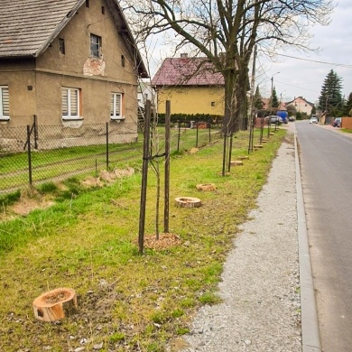 Nowe nasadzenia na osiedlu Powstańców Śląskich w Pszczynie - 06.04.2023