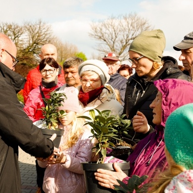 Akcja rozdawania krzewów w Pszczynie - 26.04.2023